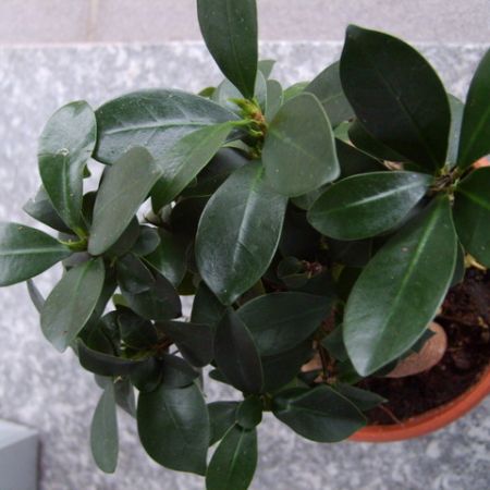 Ficus - planta decorativa in apartamente